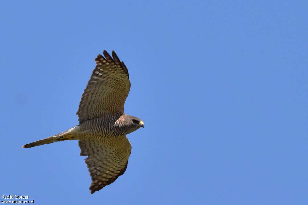 Levant Sparrowhawk male adult, pigmentation, Flight