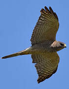 Levant Sparrowhawk