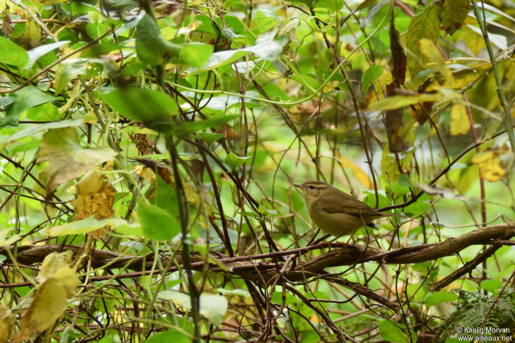 Radde's Warbler, close-up portrait