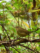 Radde's Warbler