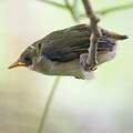 Bridled White-eye