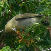 Bridled White-eye
