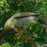 Bridled White-eye