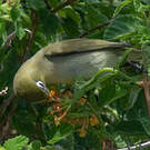 Bridled White-eye