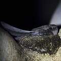 Mossy-nest Swiftlet