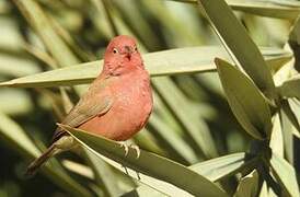 Red-billed Firefinch