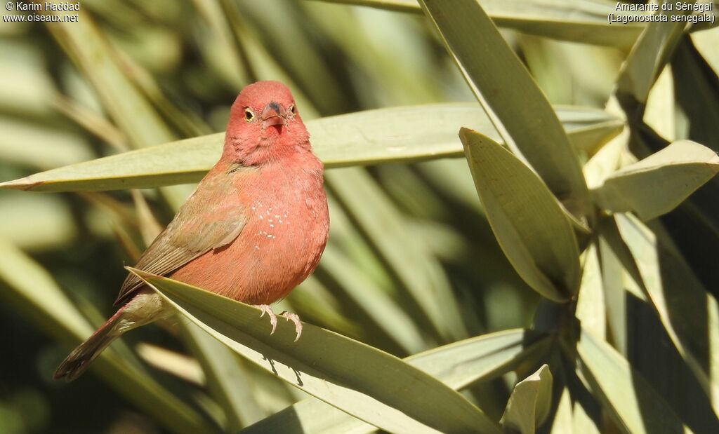 Red-billed Firefinch