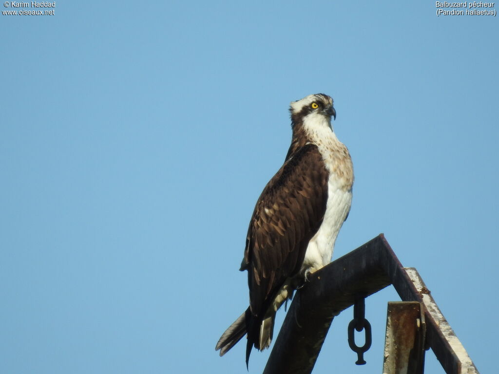 Western Ospreyadult post breeding, close-up portrait