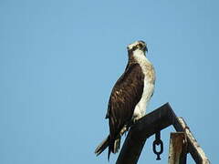 Western Osprey