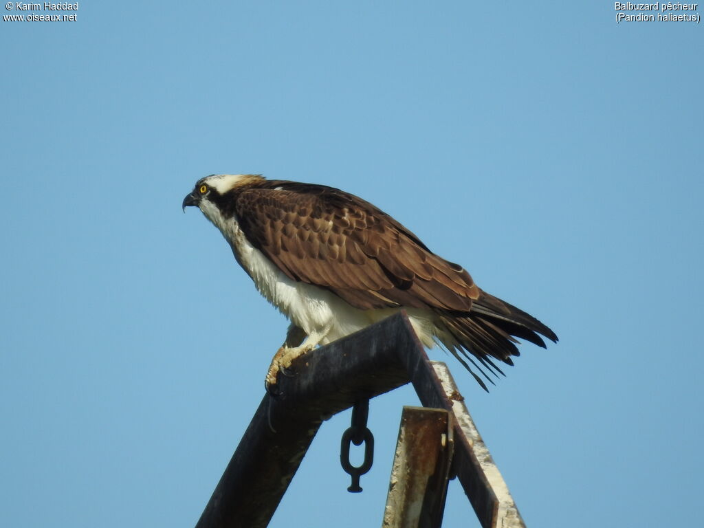 Western Ospreyadult, close-up portrait