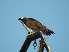 Western Osprey