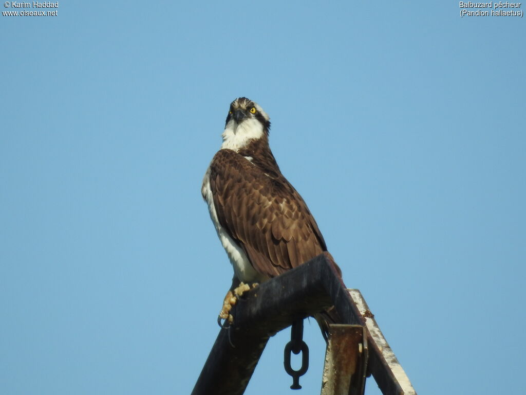 Balbuzard pêcheuradulte, portrait