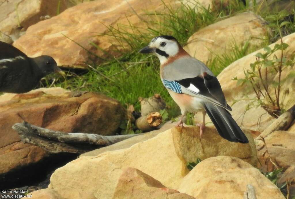 Eurasian Jay male adult, identification, walking