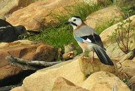 Eurasian Jay