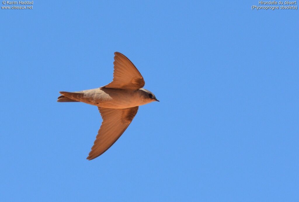 Pale Crag Martin, aspect, Flight