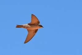 Pale Crag Martin