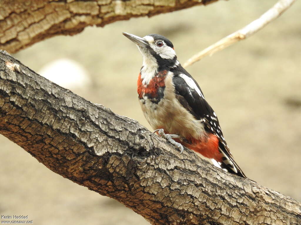 Great Spotted Woodpecker male adult breeding, identification