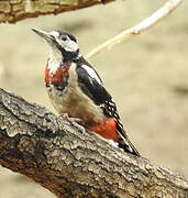 Great Spotted Woodpecker