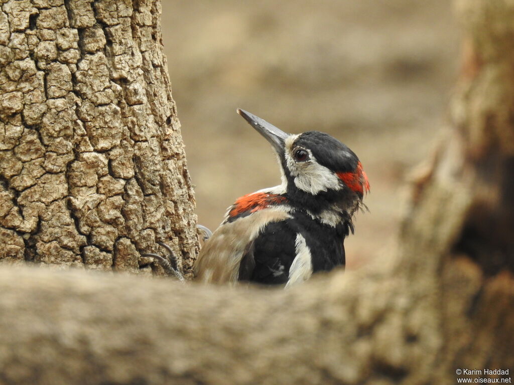 Great Spotted Woodpecker male adult