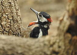 Great Spotted Woodpecker