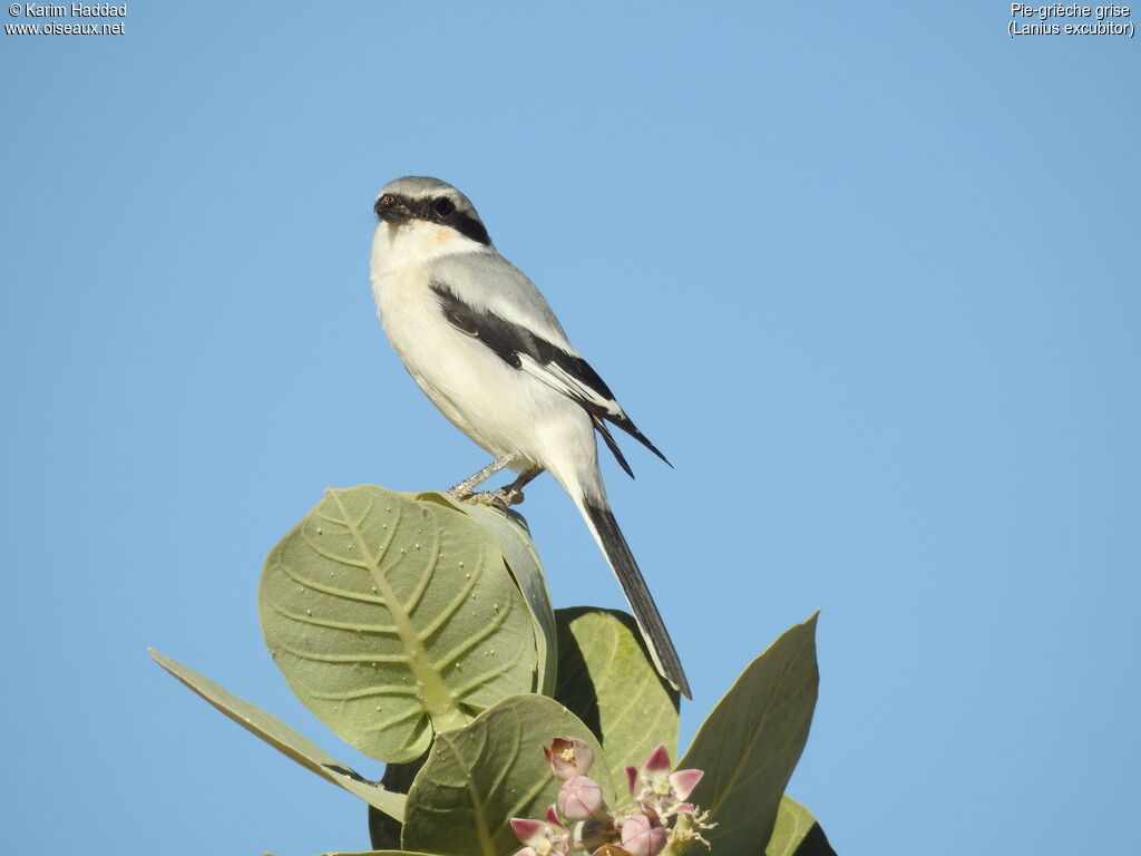 Great Grey Shrikeadult, identification, aspect