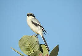 Great Grey Shrike