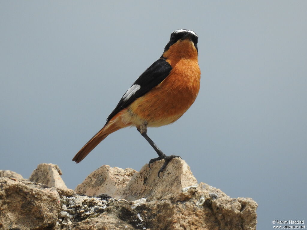 Moussier's Redstart male adult breeding