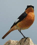 Moussier's Redstart