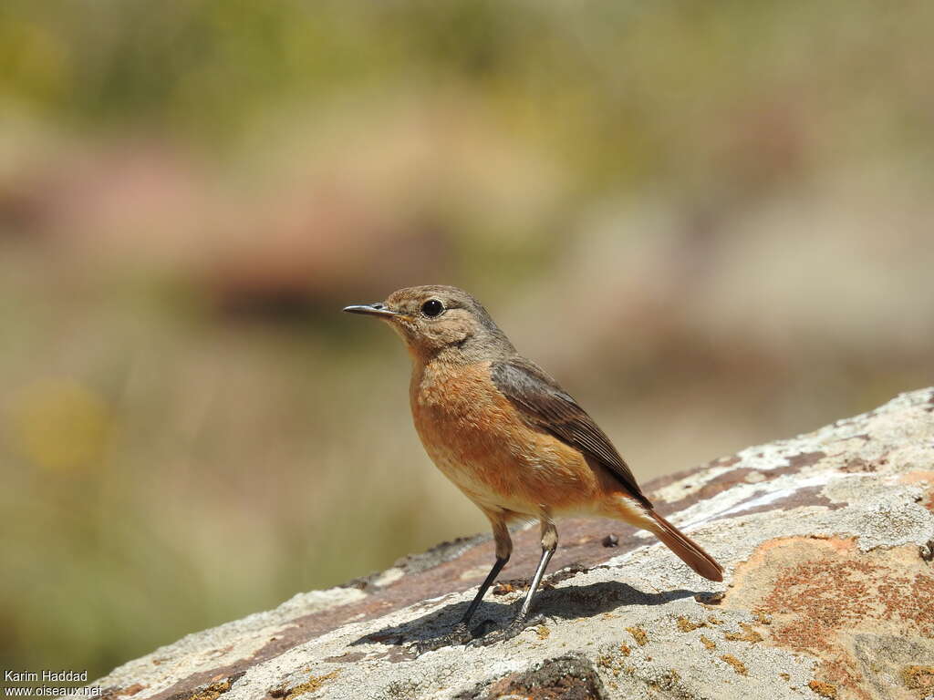 Moussier's Redstart female adult breeding, close-up portrait