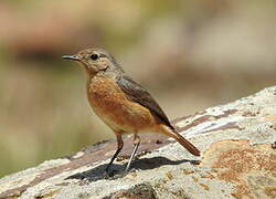 Moussier's Redstart