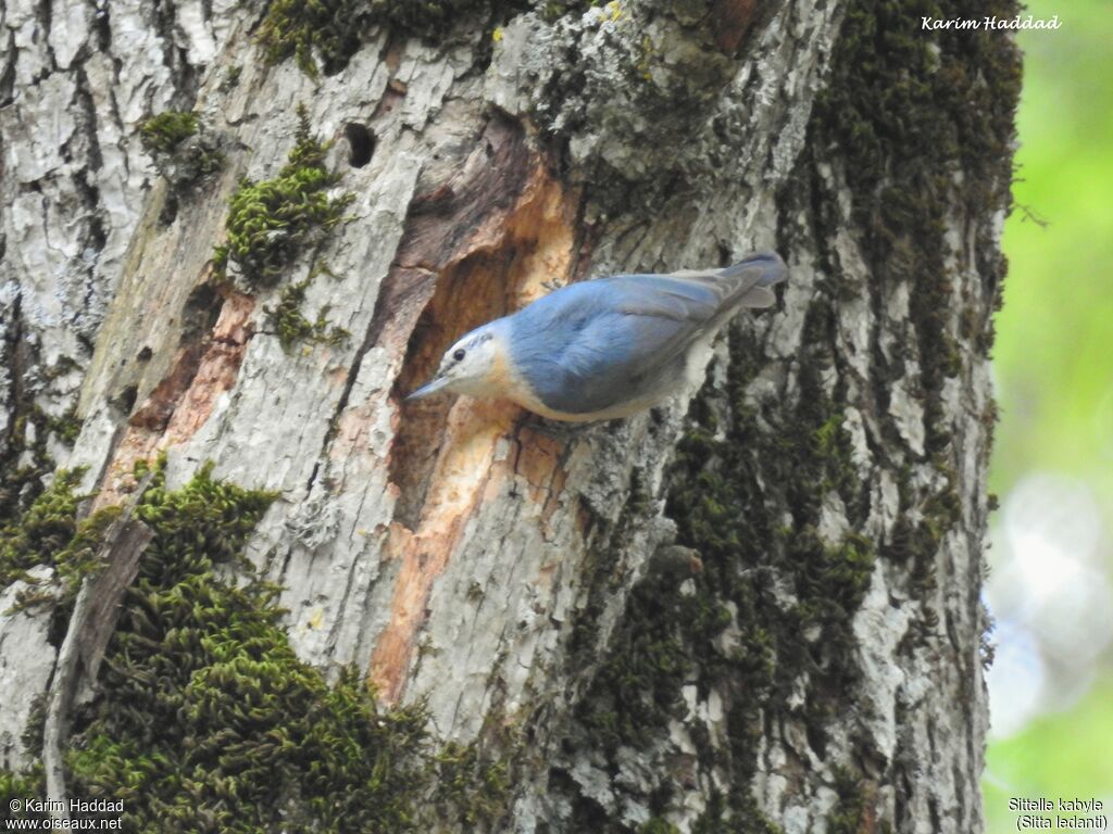 Algerian Nuthatch male adult breeding