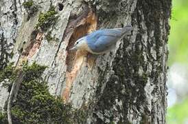 Algerian Nuthatch