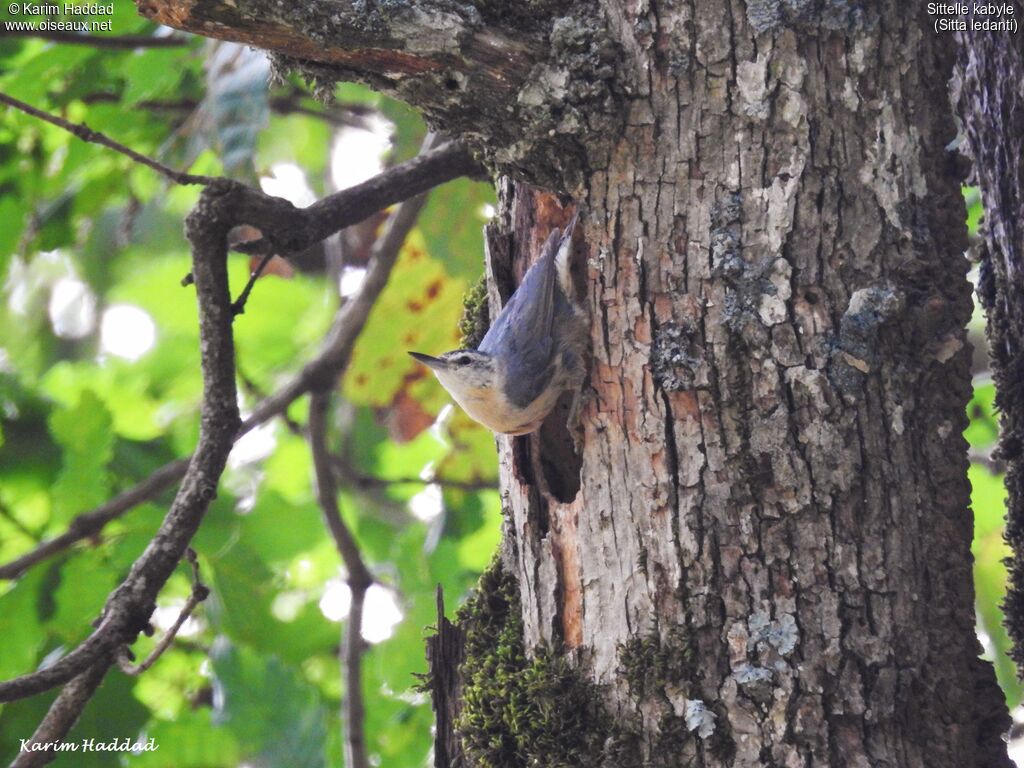 Algerian Nuthatch male adult breeding, habitat, walking, clues, Reproduction-nesting