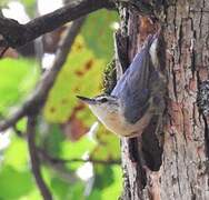 Algerian Nuthatch