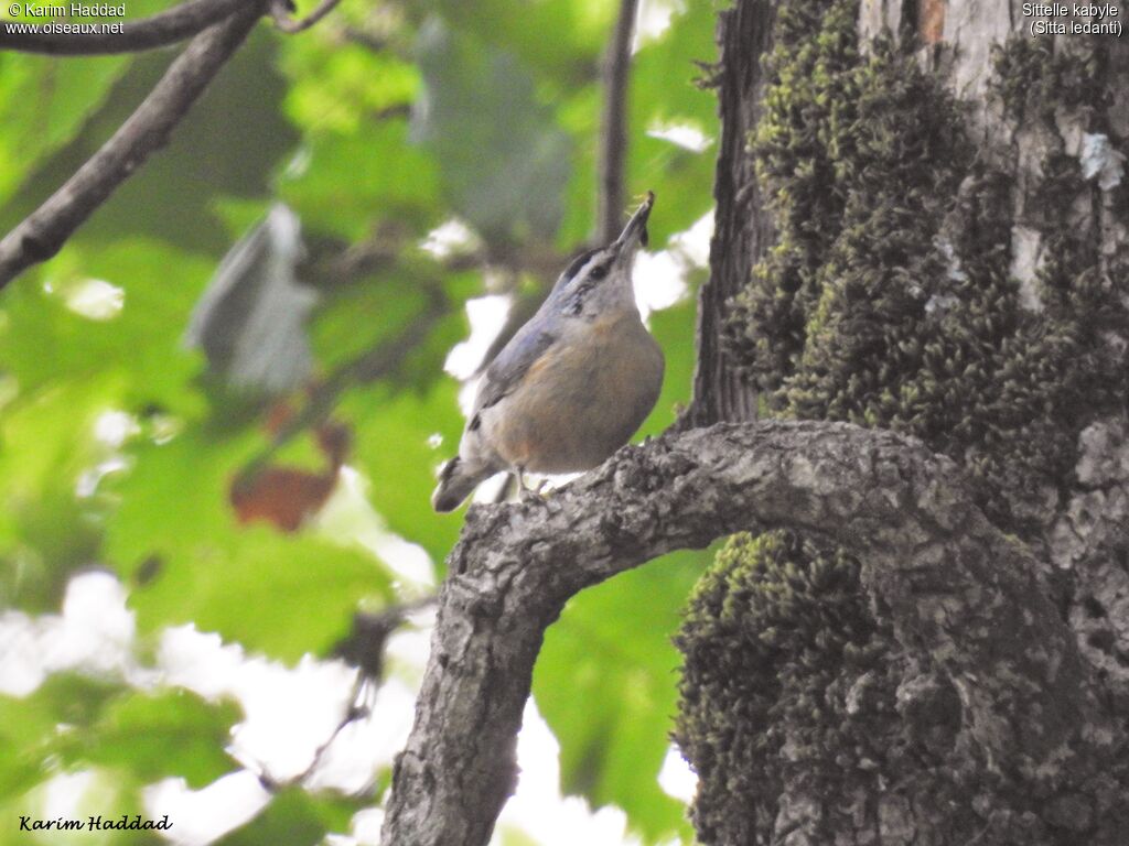 Algerian Nuthatch male adult, habitat, walking, clues, Reproduction-nesting