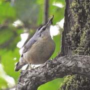 Algerian Nuthatch