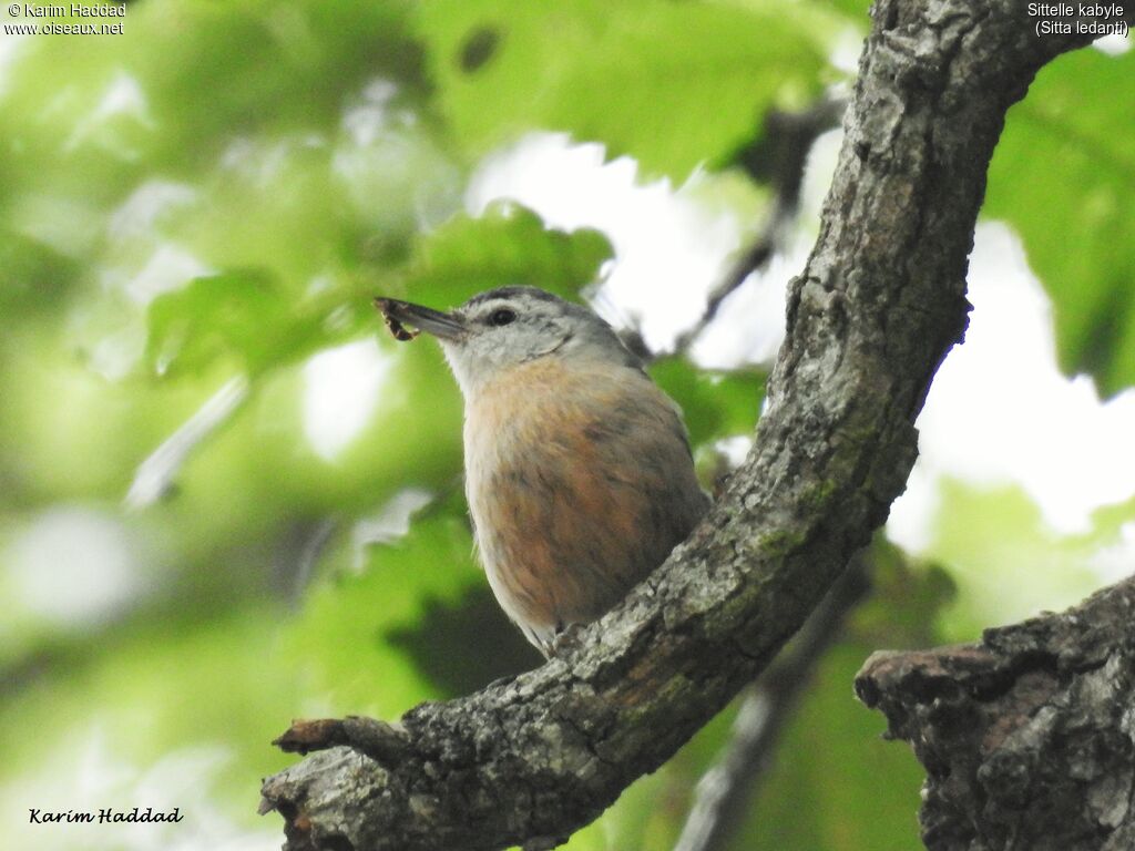 Algerian Nuthatchadult, habitat, walking, fishing/hunting, Reproduction-nesting