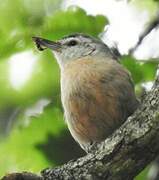 Algerian Nuthatch