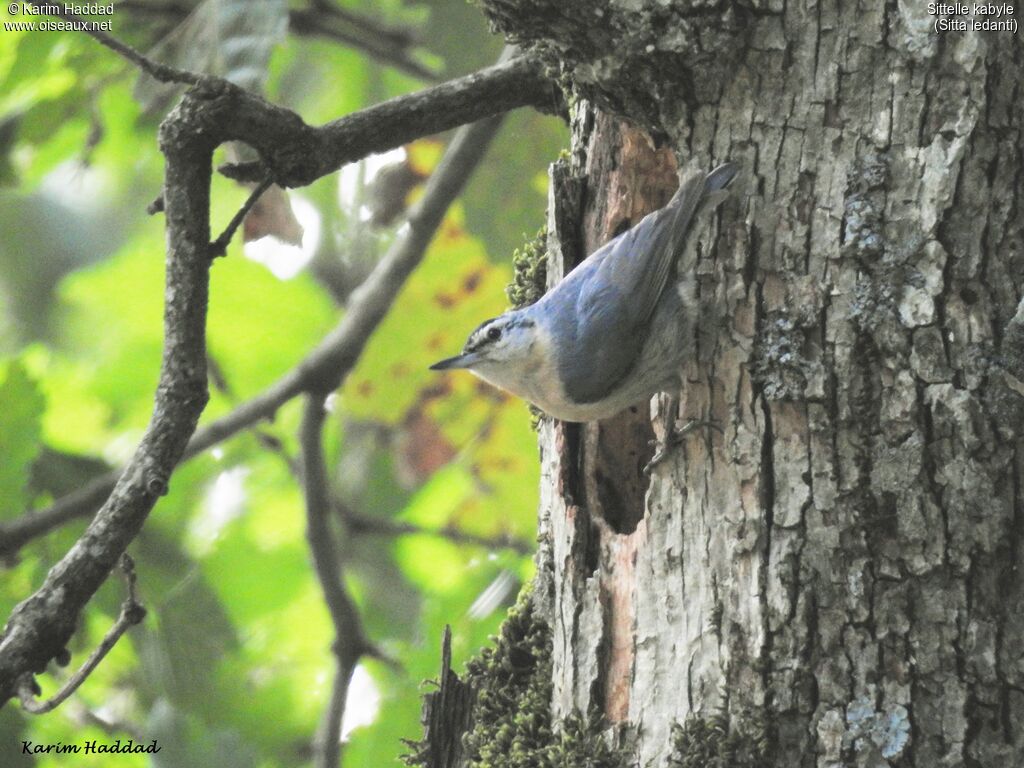 Algerian Nuthatch male adult, habitat, walking, Reproduction-nesting