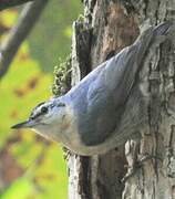 Algerian Nuthatch