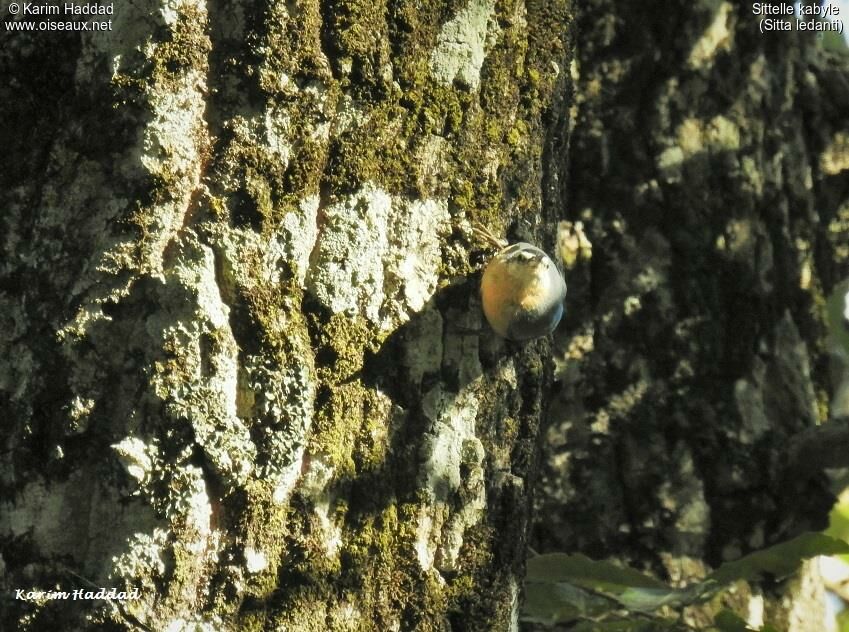 Algerian Nuthatch male, identification, walking, fishing/hunting