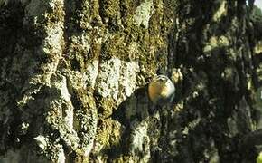 Algerian Nuthatch