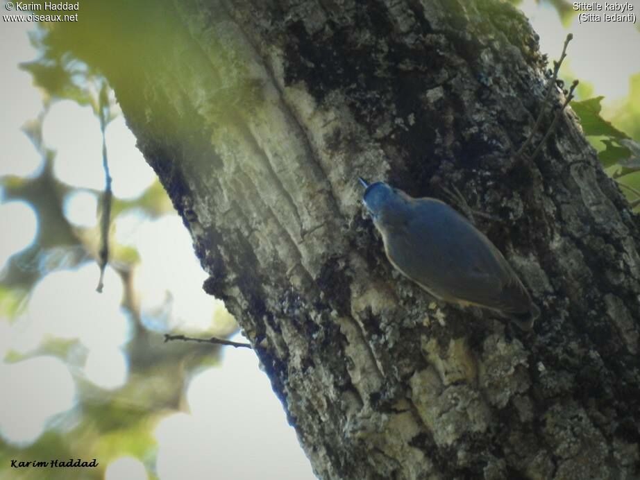 Algerian Nuthatch male, identification, walking, eats