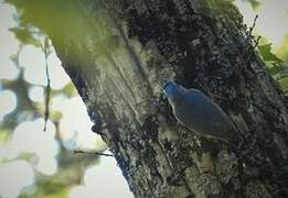 Algerian Nuthatch