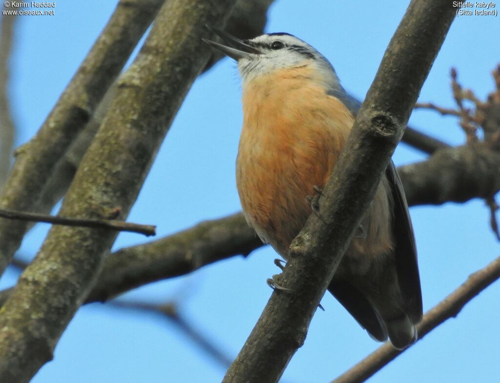 Algerian Nuthatch male adult post breeding, aspect, walking, song