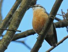 Algerian Nuthatch