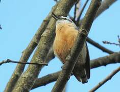 Algerian Nuthatch