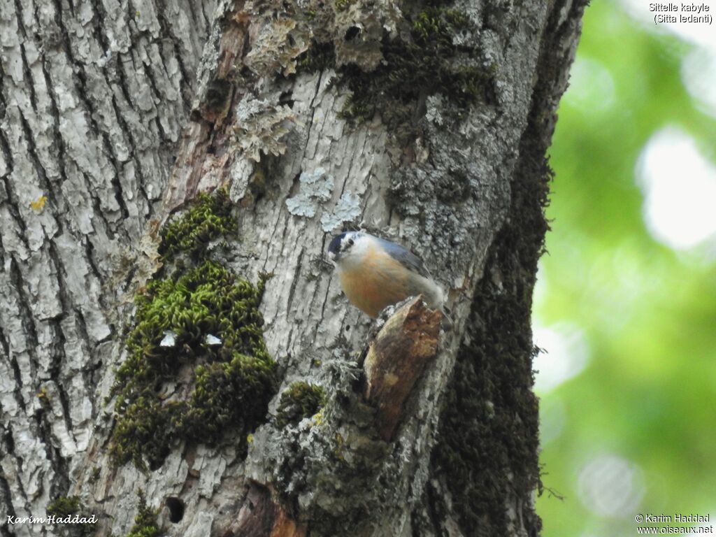 Algerian Nuthatch