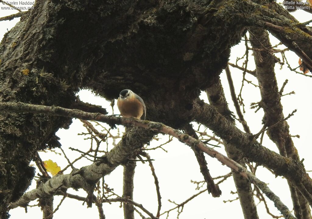 Algerian Nuthatch male adult, aspect, song