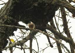 Algerian Nuthatch